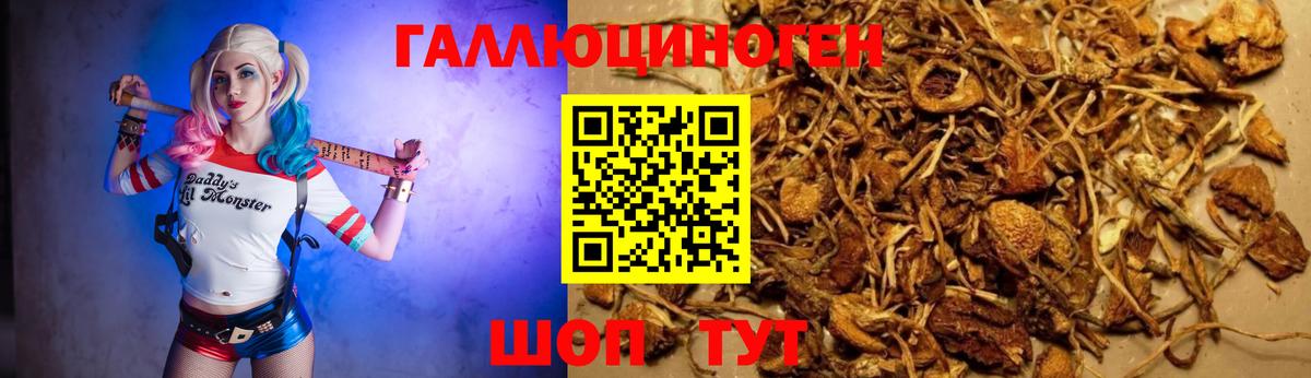 Грозный  Галлюциногенные грибы MAGIC MUSHROOMS  Вход с VPN 